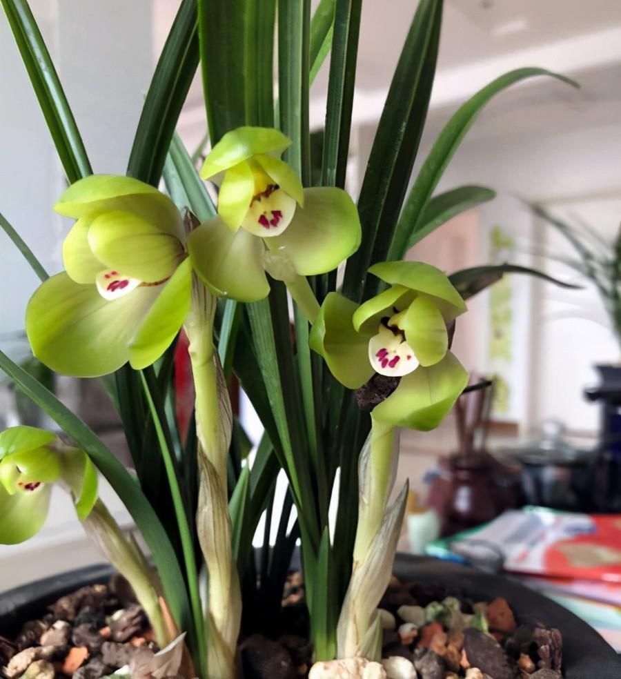 兰花|养兰花要定时换盆,脱盆、修剪、上盆及养护,每步都有注意事项