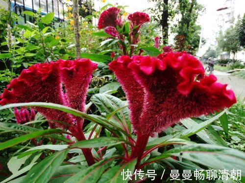 友友们|痔疮总是反反复复,用此花泡水喝,痔疮好了,早喝早好