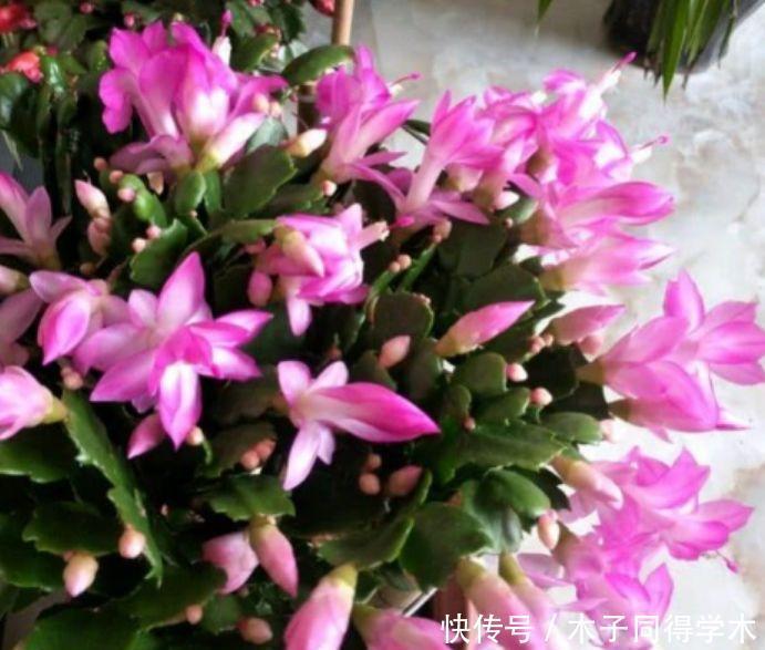 家养此款花卉，开花勤爱爆盆，比吊兰好养，你养了吗