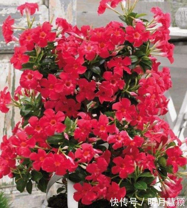 种花|4种花,堪称花界“劳模”,一年四季开花不断,你一定会喜欢!