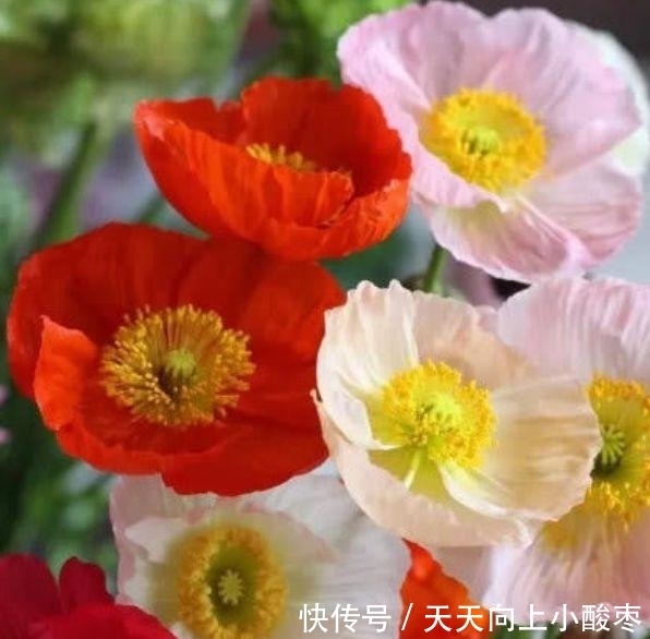 4种花是懒人的最爱,有阳光就爆盆,夏季也能疯长不停