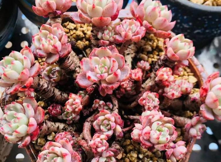 老桩|这几种多肉非常容易爆盆,不知不觉一大盆,非常有成就感