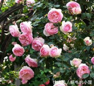 矮小|阳台也能种月季,植株矮小花量大,养一盆香飘满屋,值得拥有!