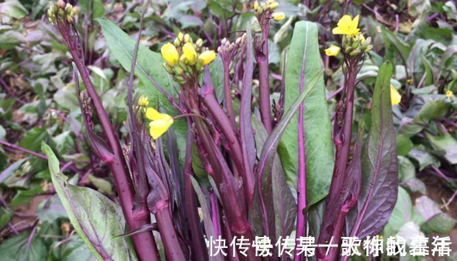 健康|想长寿要先会吃,三种食物离不开,补充营养,有益健康!