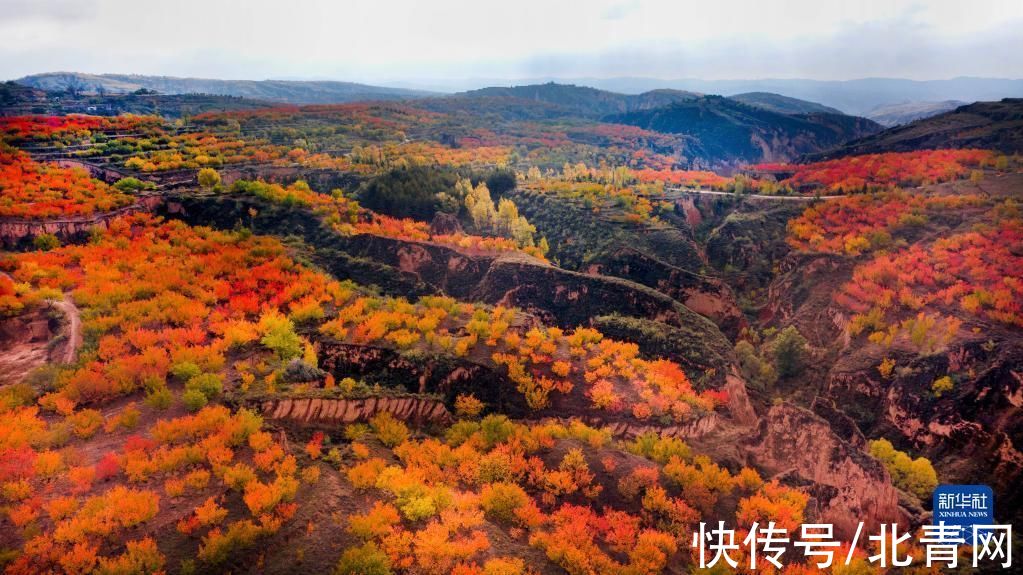 秋红|陕西榆阳：万亩秋红醉人间