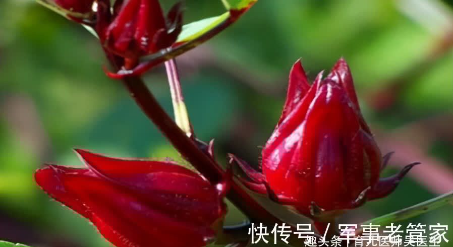 吴医师|对肌肤很好的食物,坚持多吃,滋阴补肾、滋阴润燥,保护心脑血管