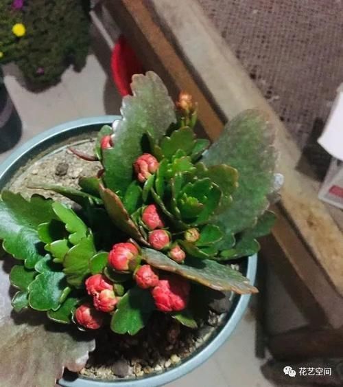 暖气|冬天室内有暖气空调,就繁殖这六种花,扦插一棵活一棵!