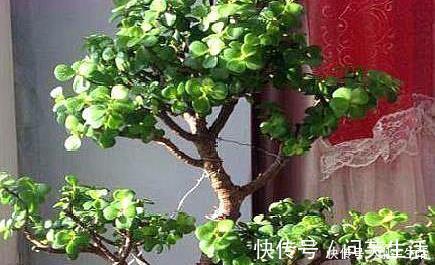 大妈养一株“象鼻”盆景,从没人要变“万元级”,才花3个月