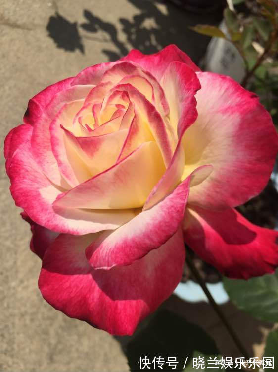 喜欢三角梅,就试试“开花机器”柠檬黄三角梅,花开金灿灿好养活