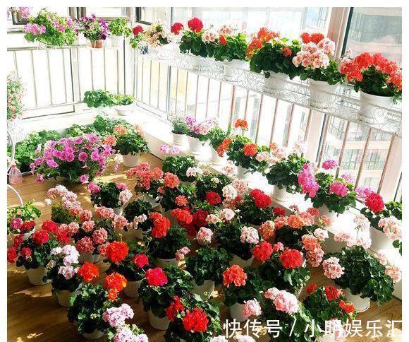 金鱼草|6种“漂亮花”，五块钱买一盆，持续开花200天，太便宜了