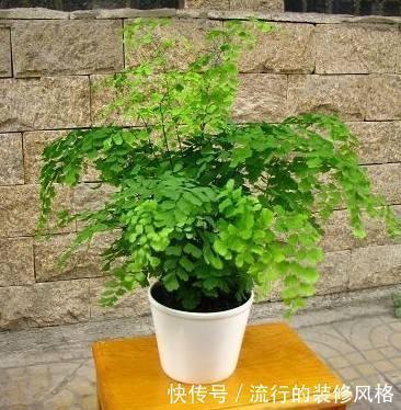 卧室|养花要会挑选，3种花养人，卧室养1盆，不失眠、睡得香