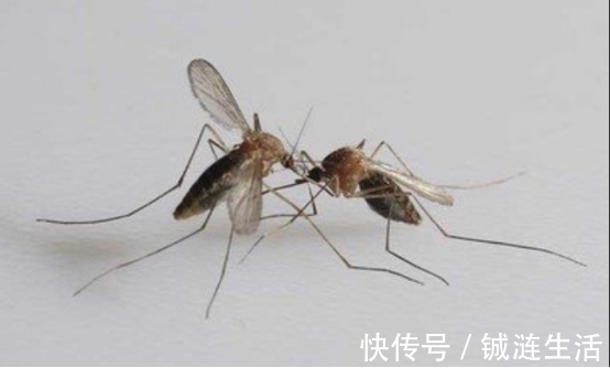 柚子|有哪些生活小技巧？