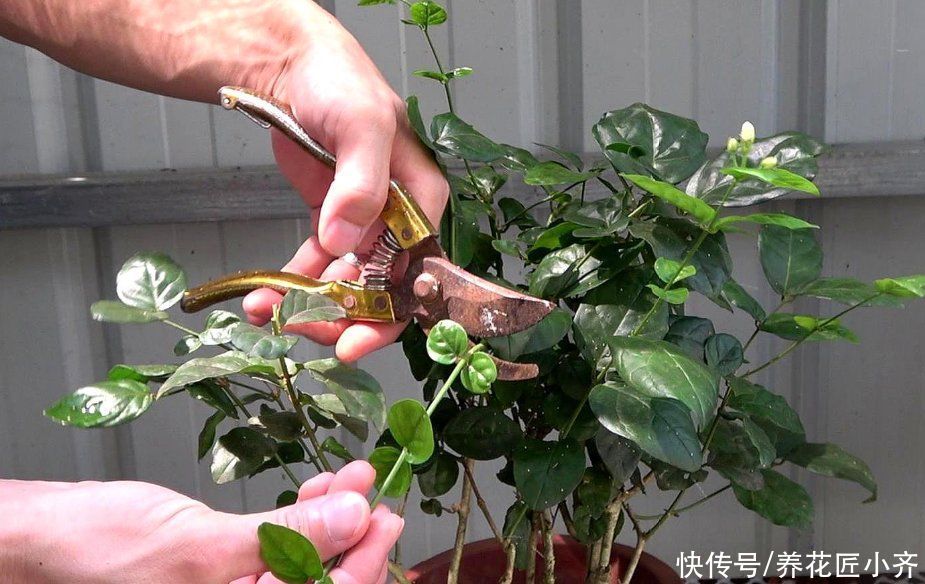 枝条|好养的植物就是茉莉花，但是想要夏季开不停，要做好“四喜一勤”