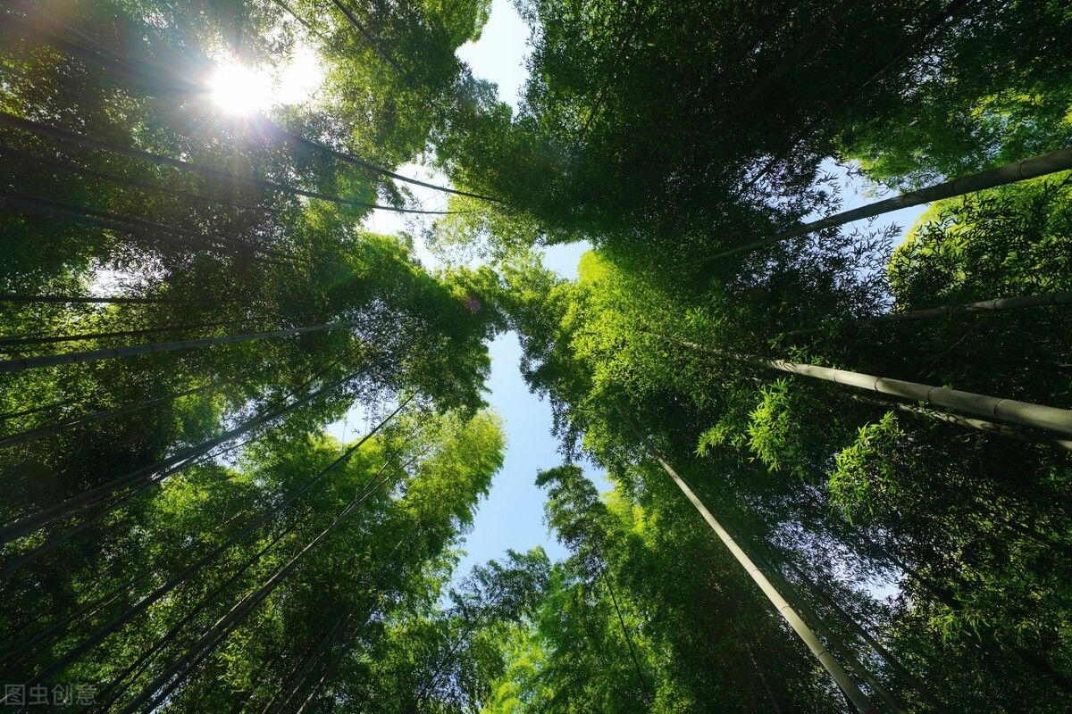 蜀南竹海|国内值得一去的5处竹海，大自然的电冰箱，度假避暑的好去处