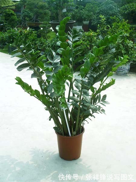 观赏植物|摇钱树(金钱树)是通常观赏植物,在养护过程中做到以下几点:就会发芽生长