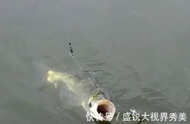 鲤鱼|野钓窝料不可以随便打,选择合适的鱼情很重要