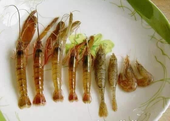 海鲜|渔民整理的海鲜大全,以后再也不怕不认识海鲜了