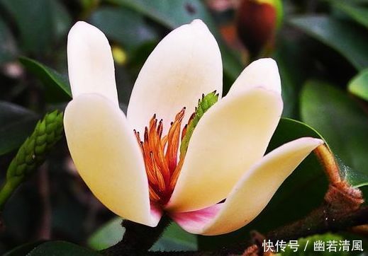 适合庭院养护的几款花,花姿妖娆,惊艳如花球,美翻了