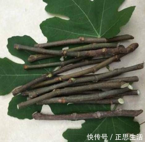 生根|扦插花卉不用土壤，用上此“材料”，10天生根发芽，白根往外冒