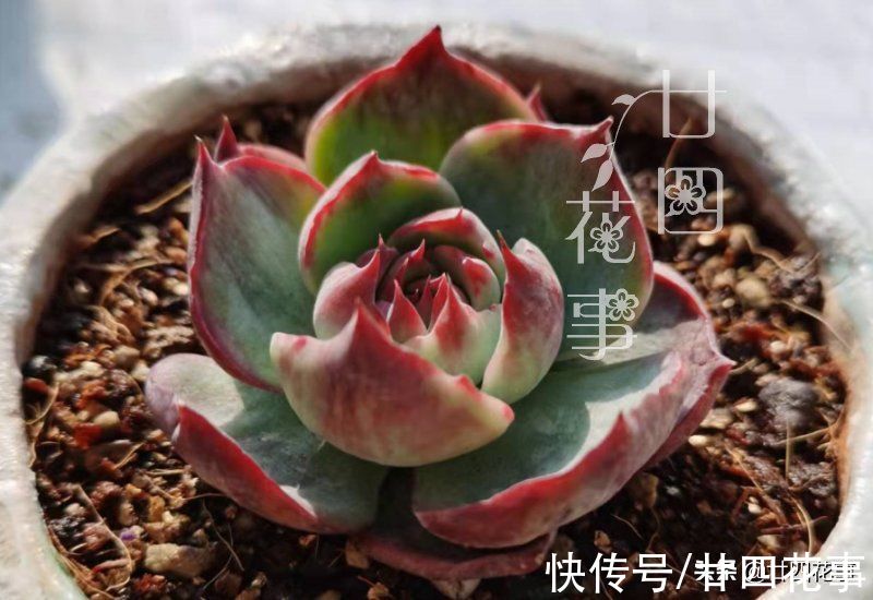 多肉植物到了冬天,到底应该怎样浇水?这7条说的已经比较全面了