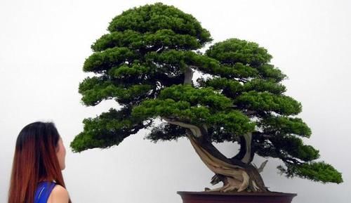 想要养好系鱼川真柏盆景，就要先了解它的生长习性，做好日常养护