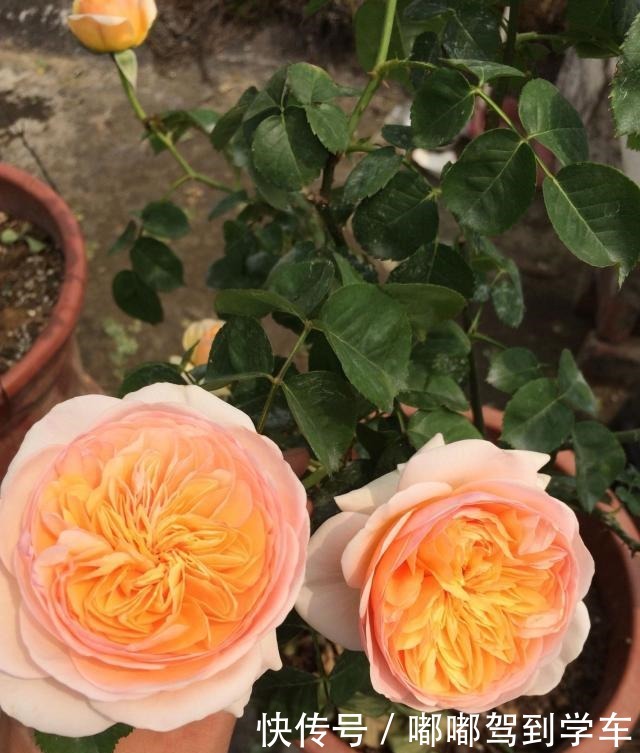 此花是世界名花,曾价值不菲,今天很便宜,四季开花,是盆栽佳品!
