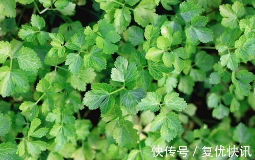 泡水|此物全身都是宝，特别是叶子，拿来泡水喝，助睡眠，清理血管毒素