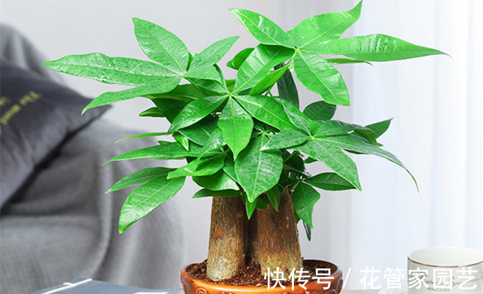 这五种花一定要“穷养”,不要浇太多水,养不活都是因为手太勤