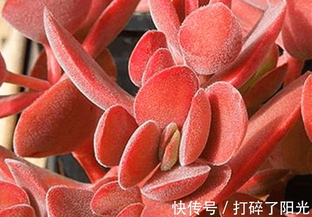 唐印|看到5种多肉,仿佛置身优美景色之中,满目都是美不胜收
