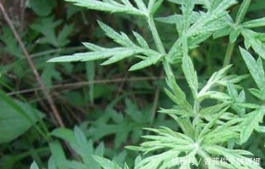 男女|艾葉煮水真是太厲害了,解決了男女不少的麻煩,現(xiàn)在明白還不晚!