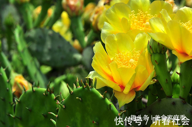 想吃|长在农村墙头的野果，酸甜可口，想吃还得看缘分，有钱也难买到