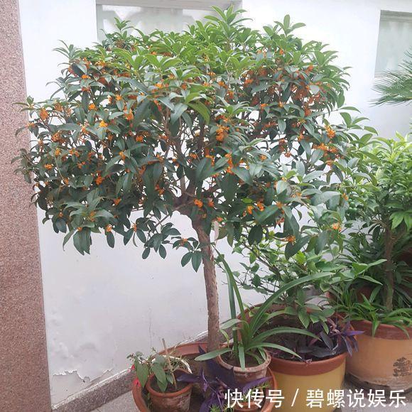 2种花“病菌”不喜欢，养1盆身体好，开花后满屋清香！