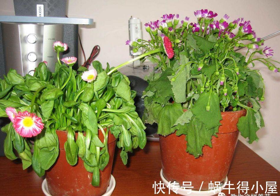 刚买的花,养几天就枯死,原来这里没做对,很多人不知道!