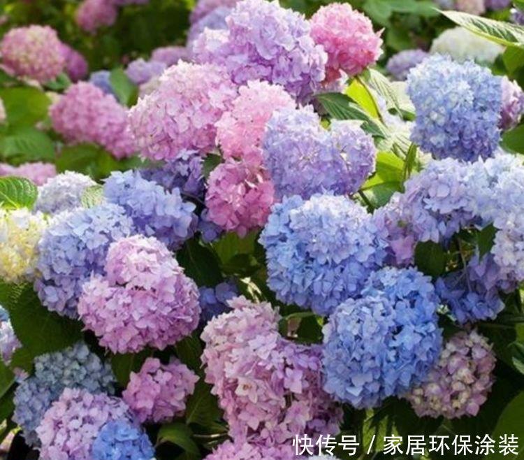 观赏价值|最受欢迎的“4种花”,开花漂亮又好养,花姿妖娆,四季繁花似锦