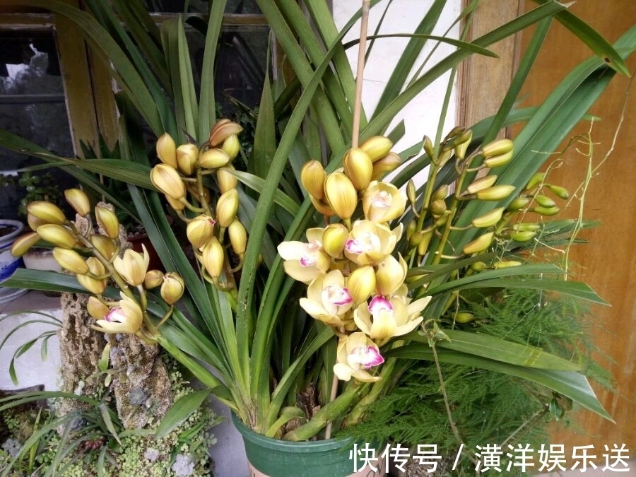 种球|秋季必备栽种花卉，秋天种上一盆小球茎，春节开花爆盆成串串