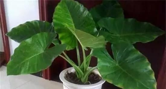 虎刺梅|5种花“寓意不好”,再喜欢也别养在“室内”,快搬出去吧