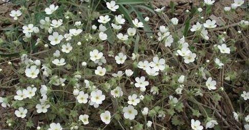 腰痛|大家常见的中药材喉咙草,祛风清热,跌打损伤,药效多多