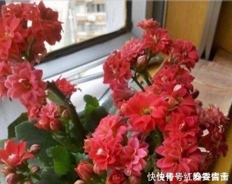 它就是“养花万能水”，比淘米水、啤酒水强10倍，植物吸收快