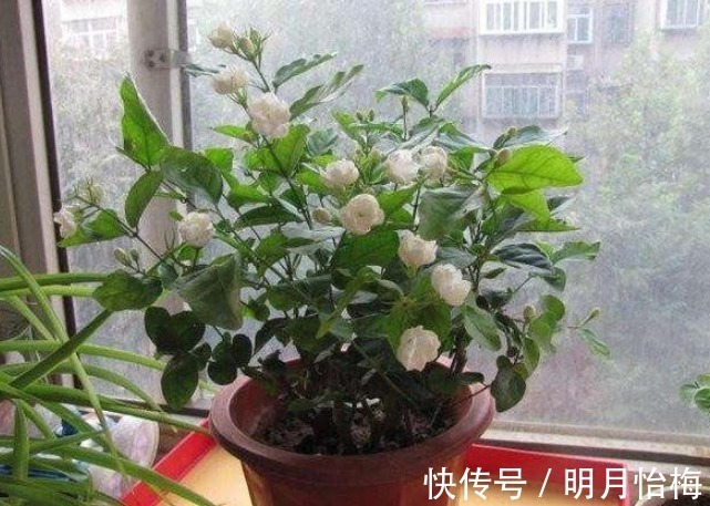 维生素b12|想要“茉莉花”开花多，做好“三点”，轻松爆满盆，满屋飘香！