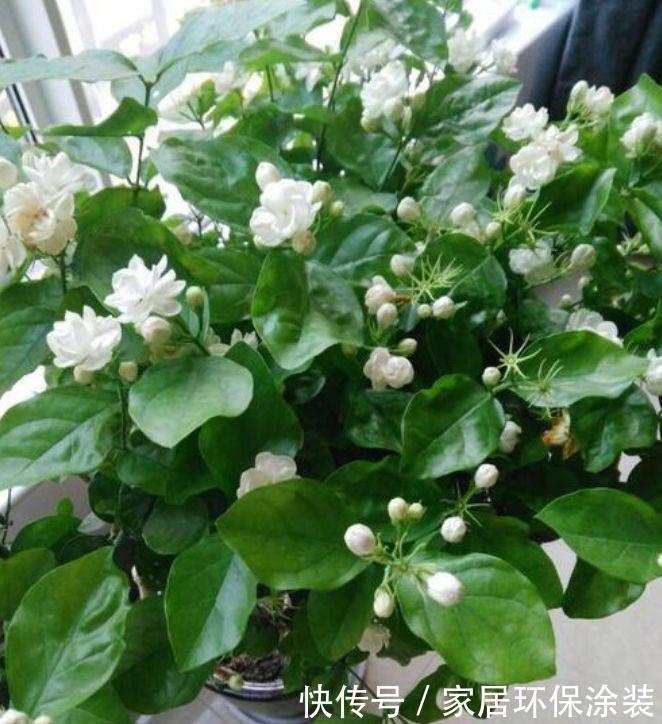 家养几款植物，开花漂亮花期还长，阳台开出花海