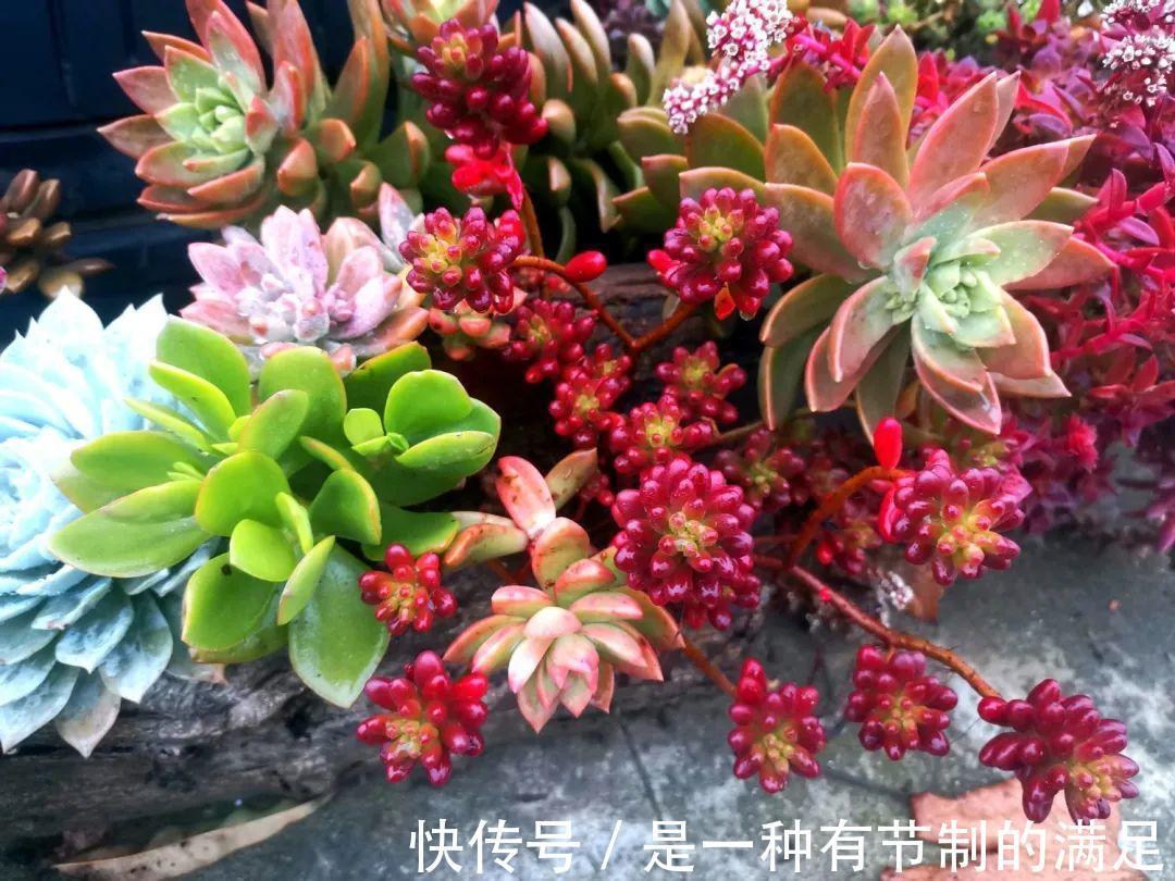 四川大哥养多肉，创意无极限，生活巴适得很！