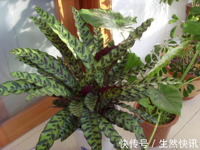 绿植|家居污染怎么检测4个小办法,简单易上手早发现早解决