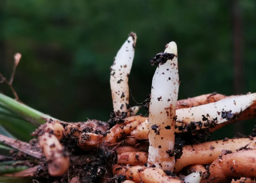 种植|兰花种植前,究竟要不要清洗兰根、浸泡药水?4种原因要明白