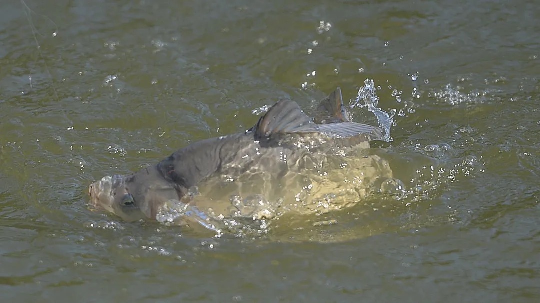 出现这几个迹象时，说明大鱼已经进窝了，赶紧抛竿中鱼！