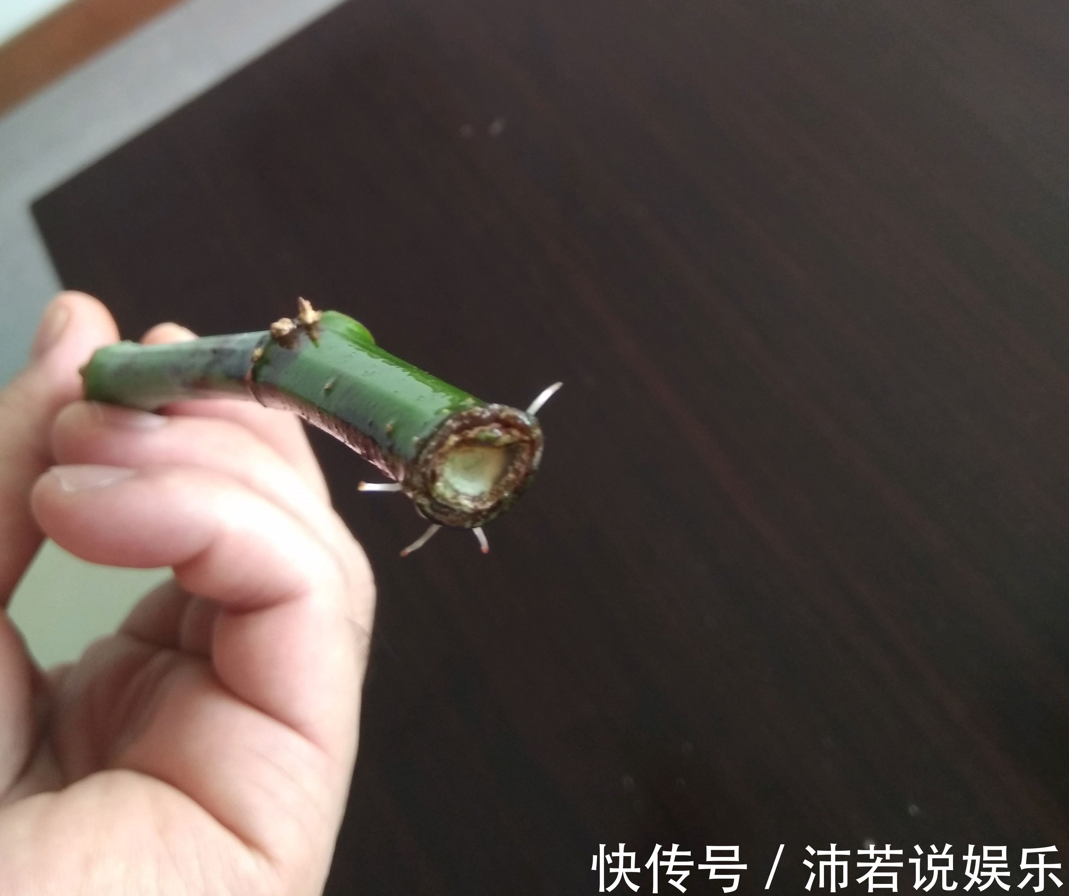 无花果水培繁殖难生根教你一招10天生根的方法,试过的都说好