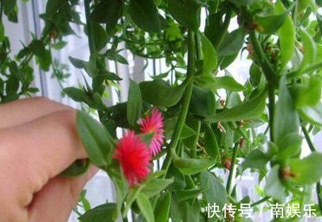 3种多肉“吊兰”,漂亮又好养,一年能开300多天,开成瀑布,特美