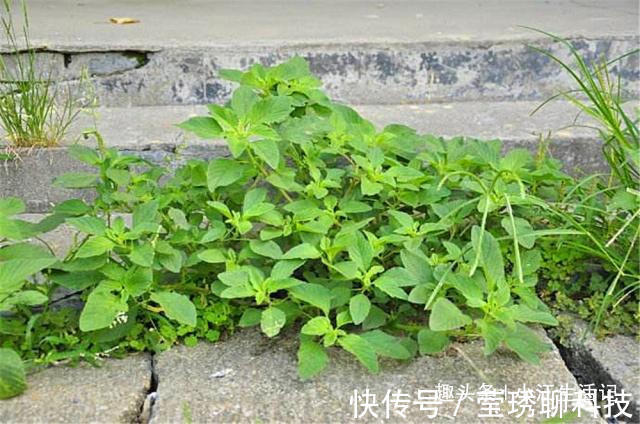 农村|农村一种会“流血”的野菜，钙、铁含量极高，治肠炎，提高免疫力