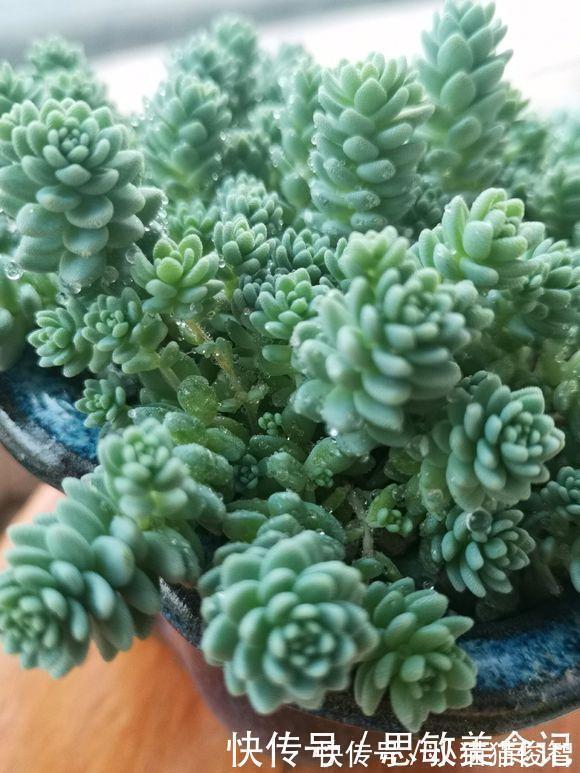 喜欢养多肉 从便宜的入手 新手必备四种多肉 又便宜又好养 粉紫色