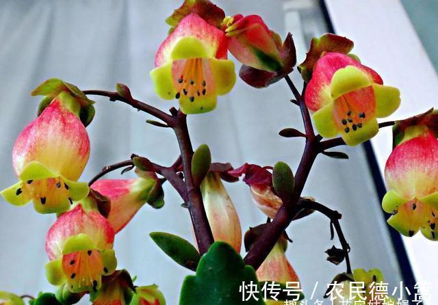 10月养护刚买的长寿花，5个方面不能急着做，不然开花会受到影响