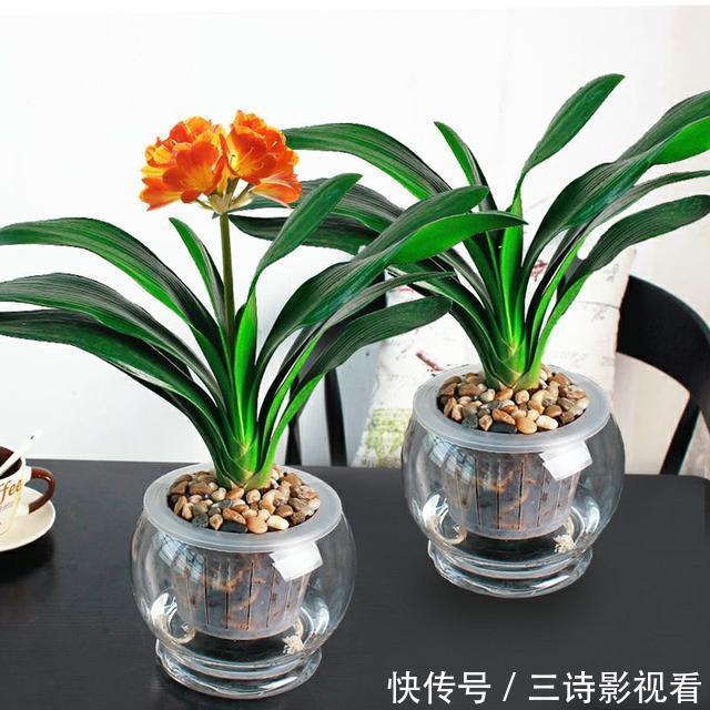 养护|君子兰有点“怪”，喝上这种水，变成“开花机器”，特别漂亮